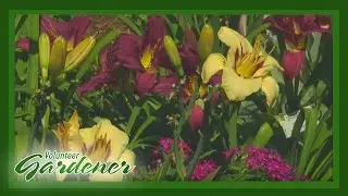 Daylily Garden | Volunteer Gardener