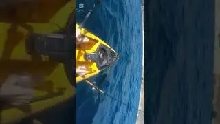 ATAQUE DE TIBURONES A UN KAYAKISTA. IMAGENES SUSEPTIBLES #TIBURON #ATAQUE #KAYAK #KAYAKISTA @TODOS