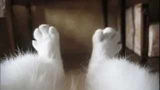 Кот провинился))) Хозяйка отчитывает кота приколы с котами( Cats LIVE)