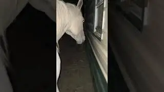 Midnight barn burglar