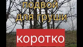 Подвой для груши, коротко.