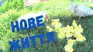 Мускусні каченята - три доби нового життя.//Циплята-голошийки з-під звичайної квочки.