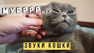 Мурчание кошки 😸 Мурчит как трактор