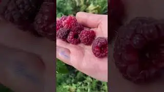 Малина Мапема, энросадира и маравилла .поспевает. Ставропольский край.