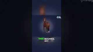 Buying the Star Stable Warmbloods