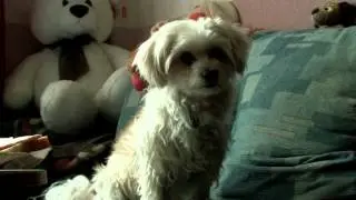 Собачья Жизнь(dog holidays)
