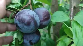 New! Плуоти Сплеш, Флавор Харт, Флавор Річ та сливи Сатсума та Аутумн Гігант. Багато сортове дерево