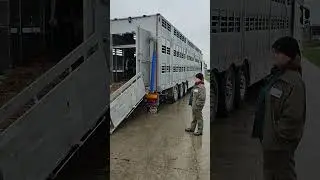 Заканчиваем погрузку и едем на выгрузку