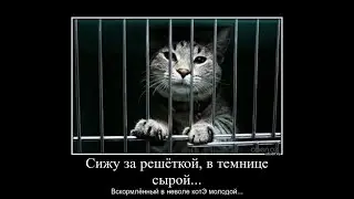 Привет тюрьма старушка....чай, шконка, ложка, кружка!