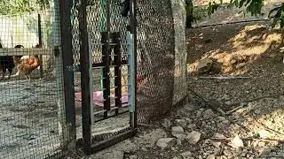 Smart Chicken Coop Door