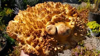 Woodturning | Maple Burl Cap Bowl