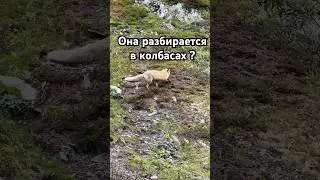 А можно ли её есть им ?! #животные #лиса #чтоможноесть