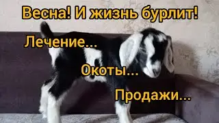 Лечим козу/Ждём окот/Продаём козлят   