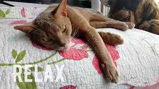 Кот спит на балконе. Расслабляющее видео для сна и отдыха. Музыка для релакса и кот. Быстрый сон