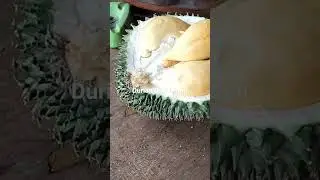 Duriaan jatuhan Duri Hitam #durian #petani