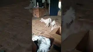 #cabritinha #dog #puppy #shitzu #roça #animals #cachorro #pets #like #rural