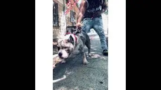Rylo da done merle bully