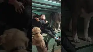 Воспитание собак и детей
