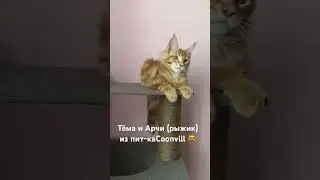 Котята мейнкун готовые к переезду 😻👌🏻питомник мейнкунов Coonvill . Ласковые харизматичные коты ❣️