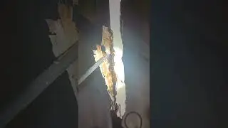 Drywood Termite Infestation? Get Expert Help!
