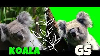 KOALA GREEN SCREEN ! 