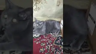Рома, мышь где? - Под хвостом! - Съел? - Спрятал...