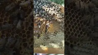 Ловля чужих роёв: состояние роя 05 августа.