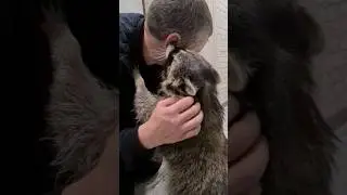 енот обнимается, когда прихожу с работы енот Витя