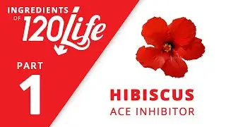 Hibiscus - Ingredients of 120/Life