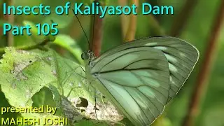 Insects of Kaliyasot Dam - Part 105