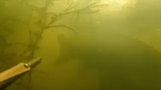 Рыба есть, прозрака нет