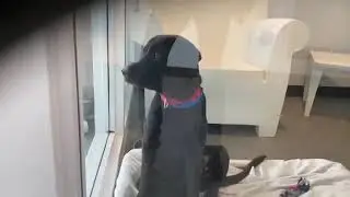 New Dogs from ASPCA! | Animal Welfare Association | Animal Shelter in New Jersey