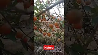 || Nature || Frendship #shorts #nature #naturelovers #viral