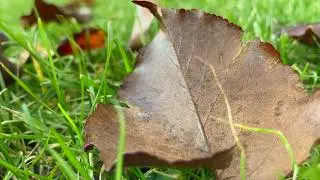 Autumn Leaves Falling Blowing From Trees on a Windy Fall Day   Relaxing Ambience FREE Stock Footage