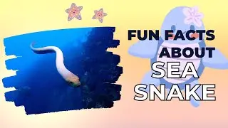 Animal Facts: Sea Snake