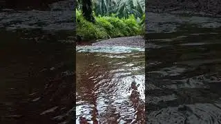 relaxation sleep #relaxasingsleep #sungai #alampedesaan #sawitkalimantan #sawit