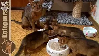 Little abyssinian kittens eating with mom cat [kotopurrs]