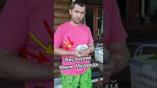 Мини Мишки из питомника ❤️