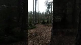 Мини пума в деле редкие кадры