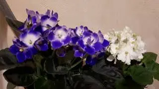 Violets, orchids and other flowers after purchase in the store! What to do to save?