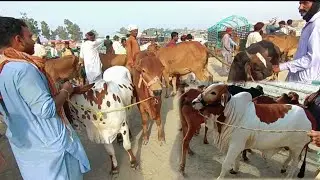 Ludan mandi k Fresh raet 3. 7. 24
