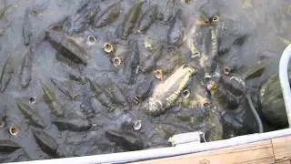 вот куда на рыбалку ходить надо