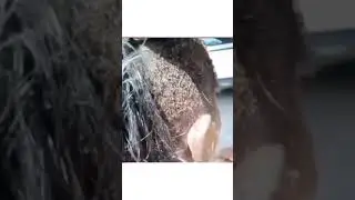 gunting rambut, nampak telur kutu yang banyak.