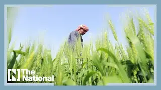 Wheat farm in Sharjah desert ready to welcome first harvest