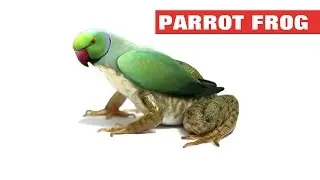 parrot frog simple photoshop manipulation - balajidesign1000