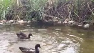 Ducks' dancing special for Crystal Deva