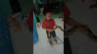 ULAR SANCA MELILIT BALITA!!! Bukannya takut dililit, adek ini justru menakut nakuti ayahnya sendiri.