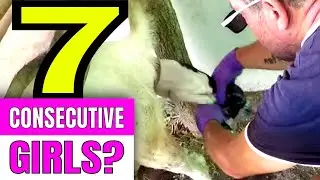 Helping a goat give birth on the Farm
