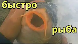 Рыбалка на Карпа. 31января. Сезон 2023 -2024г.