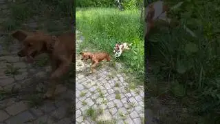 Знакомство с Беллой 😅